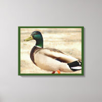 Mallard Duck Photo