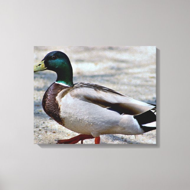 Mallard Duck Photo Canvas Print (Front)