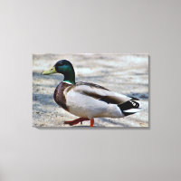 Mallard Duck Photo