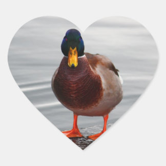 Mallard Duck Photo Heart Sticker