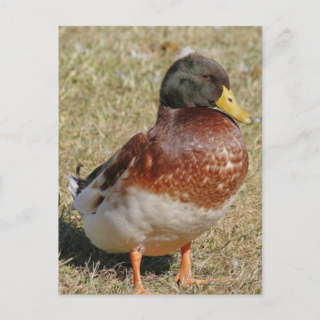 Mallard Duck Photo Postcard (Front)