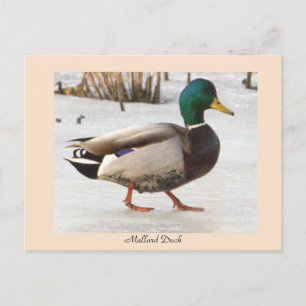 Mallard Duck Photo Postcard
