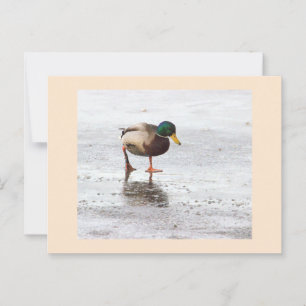 Mallard Duck Photo Postcard