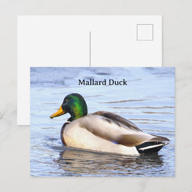 Mallard Duck Photo Postcard (Front/Back)