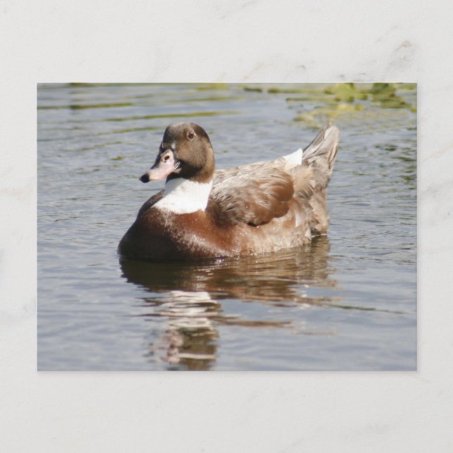 Mallard Duck Photo Postcard (Front)