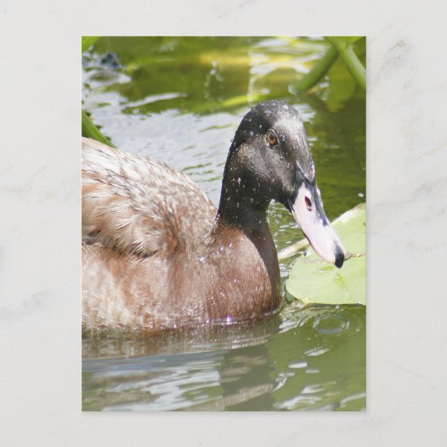 Mallard Duck Photo Postcard (Front)