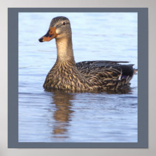 Mallard Duck Photo Poster