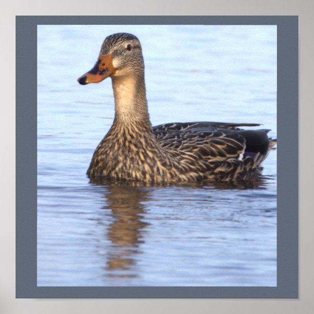 Mallard Duck Photo Poster (Front)