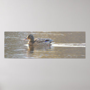 Mallard Duck Photo Poster
