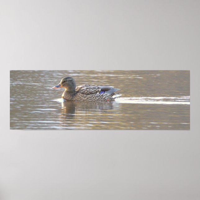 Mallard Duck Photo Poster (Front)