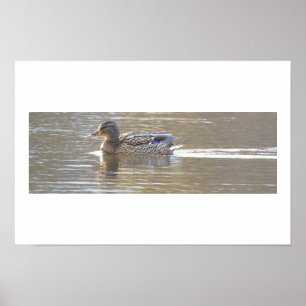 Mallard Duck Photo Poster