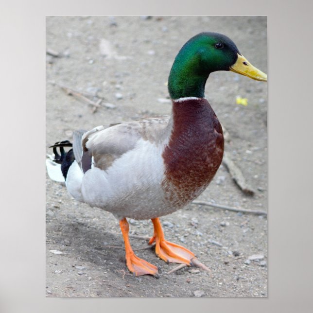 Mallard Duck Photo Poster (Front)