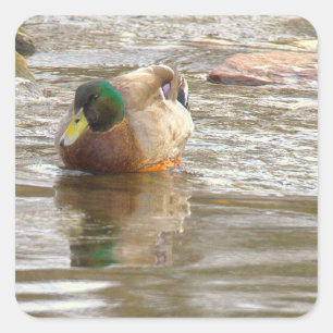 Mallard Duck Photo Stickers
