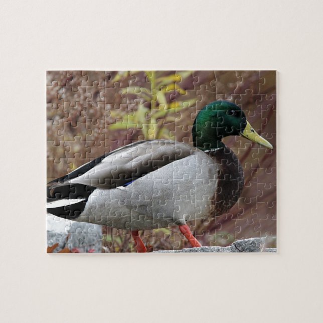 Mallard duck portrait jigsaw puzzle (Horizontal)