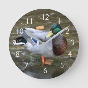 Mallard Duck Portrait Round Clock