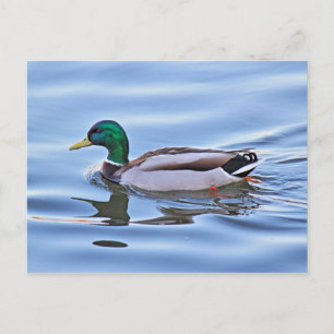 Mallard Duck Postcard