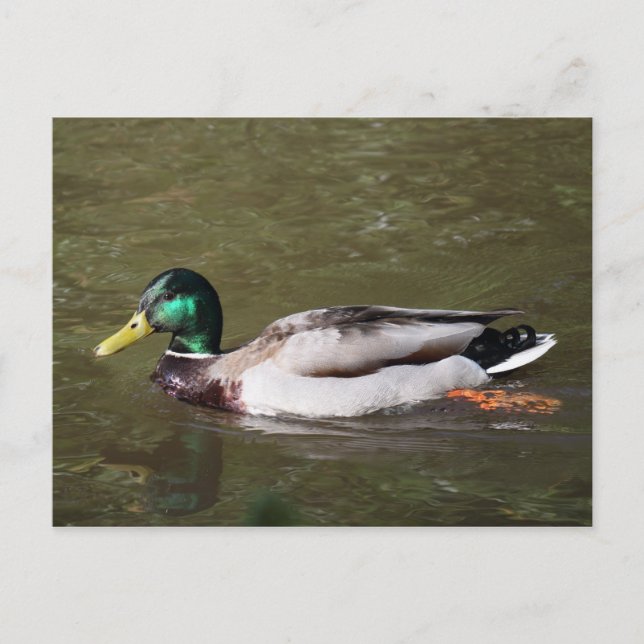 Mallard Duck Postcard (Front)