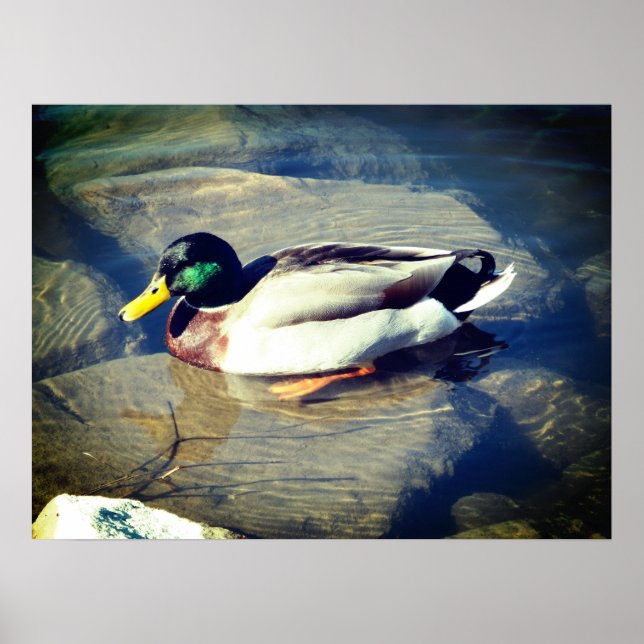 Mallard Duck Poster (Front)