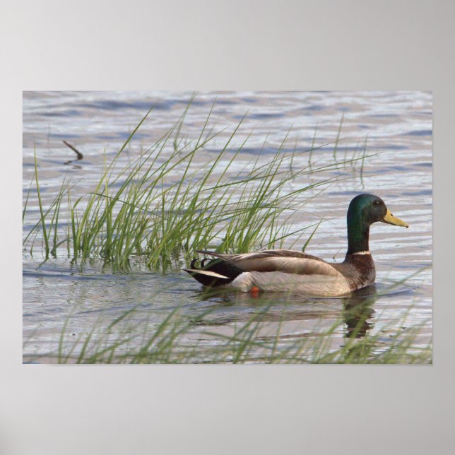 Mallard Duck Poster (Front)