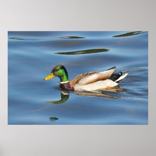 Mallard Duck Poster (Front)