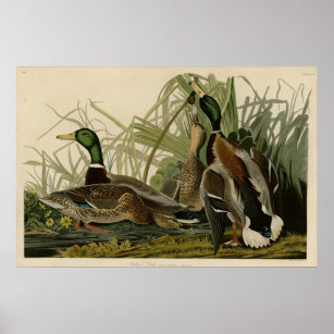 Mallard Duck Poster