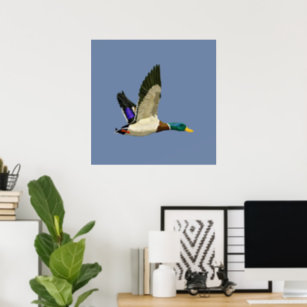 Mallard duck poster