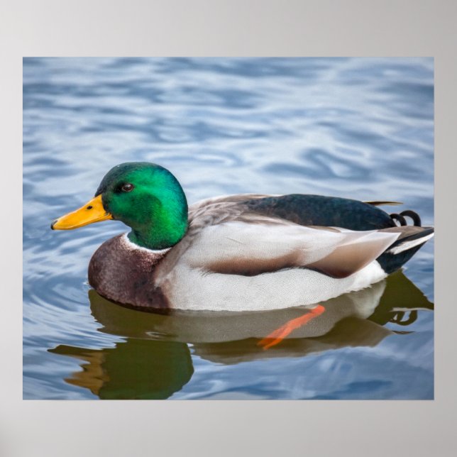 Mallard Duck Poster (Front)