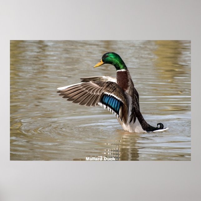 Mallard Duck Poster (Front)