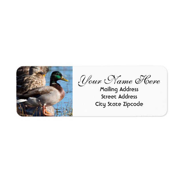 Mallard Duck Return Address (Front)