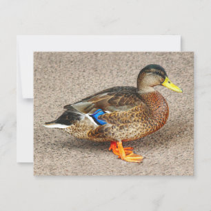 Mallard Duck. Roath Park Lake, Cardiff, Wales Card