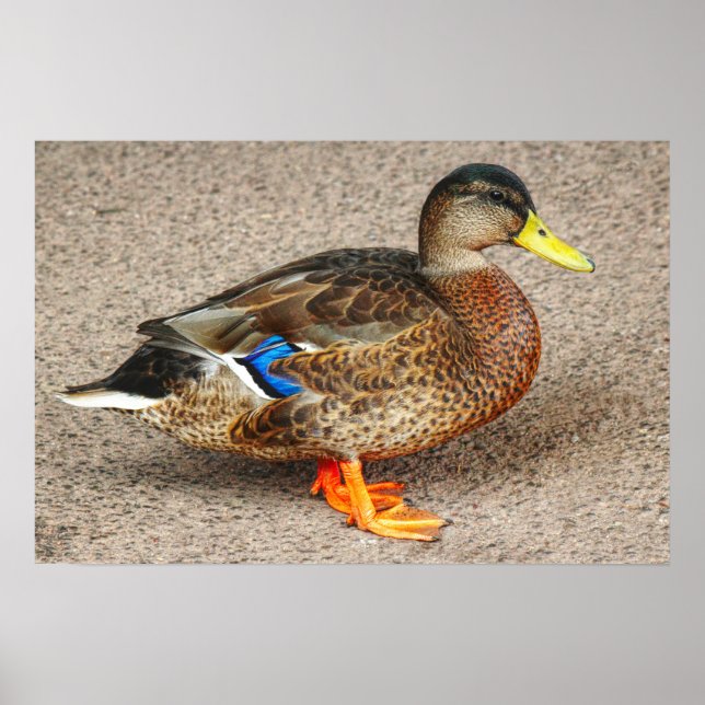 Mallard Duck. Roath Park Lake, Cardiff, Wales Poster (Front)
