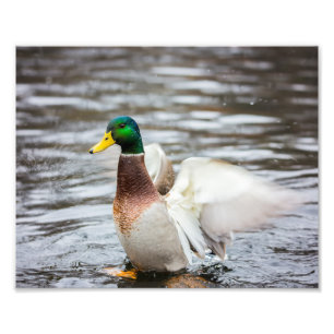 Mallard Duck Sèche Ses Ailes - Imprimer Photo