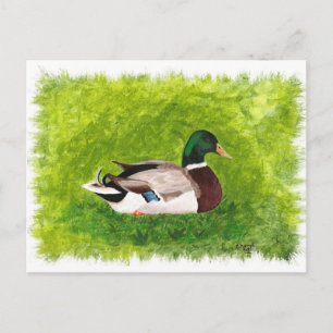 Mallard Duck Sitting in the Grass Postcards