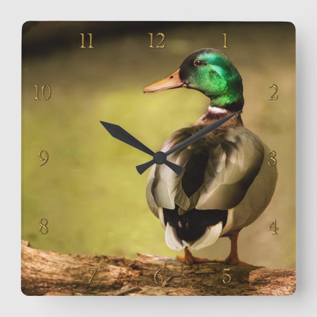Mallard Duck Square Wall Clock (Front)