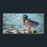 Mallard Duck Standing on Shore Rocks by the Lake Desk Mat<br><div class="desc">A colorful male mallard duck stands calmly on smooth lakeside rocks beside gently rippling water. The bird’s iridescent green head, warm brown chest, and bright orange feet create a striking contrast against the cool blue lake behind it. This peaceful wildlife photograph captures a quiet moment in nature and makes a...</div>