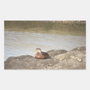 Mallard Duck Stickers