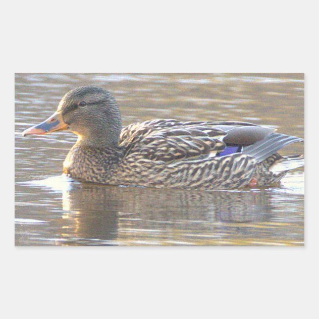 Mallard Duck Stickers (Front)