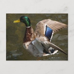 mallard duck sur le point de voler carte postale