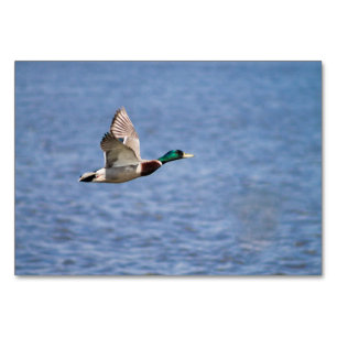 Mallard Duck Table Number