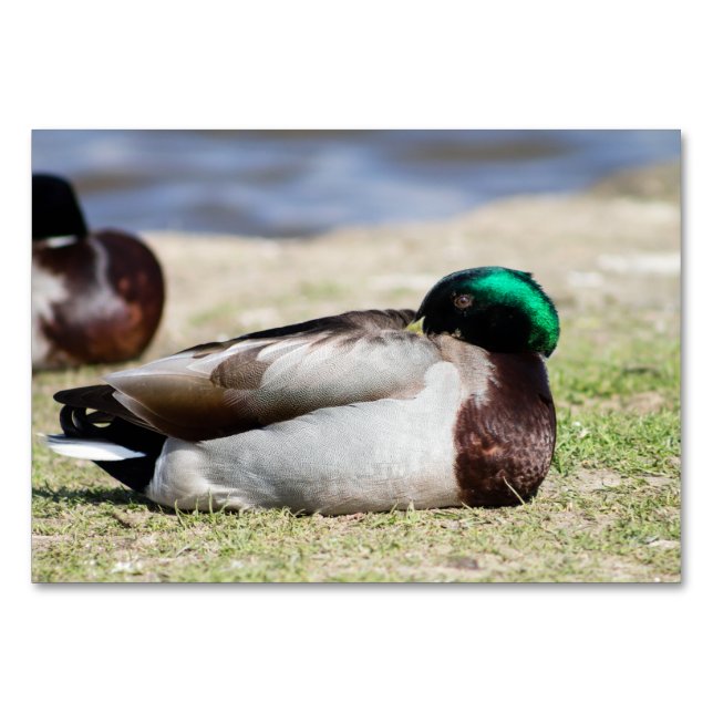 Mallard Duck Table Number (Front)