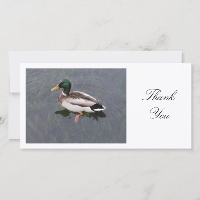 Mallard Duck - Thank You Card (Front)