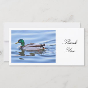 Mallard Duck - Thank You Card