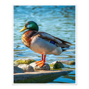 Mallard Duck Wall Art   Wildlife Lake Print