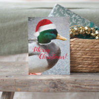 Mallard Duck Wearing Red Santa Hat Holiday