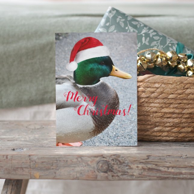 Mallard Duck Wearing Red Santa Hat Holiday Postcard (In Situ)
