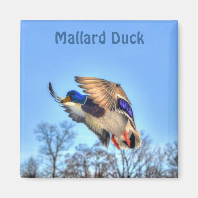 Mallard Duck Wildlife Photo for Bird-lovers Magnet (Front)