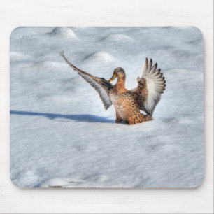 Mallard Duck Wildlife Photo for Bird-lovers Mouse Pad