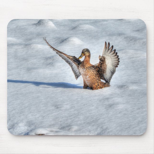 Mallard Duck Wildlife Photo for Bird-lovers Mouse Pad (Front)