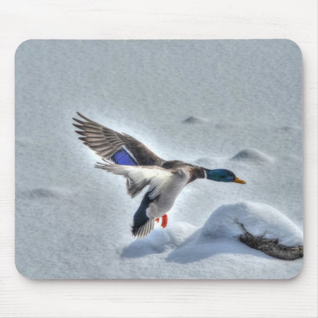 Mallard Duck Wildlife Photo for Bird-lovers Mouse Pad (Front)