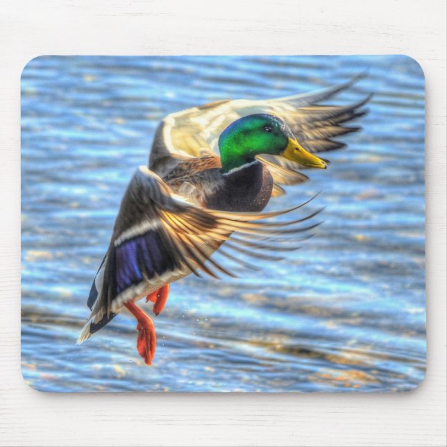 Mallard Duck Wildlife Photo for Bird-lovers Mouse Pad (Front)